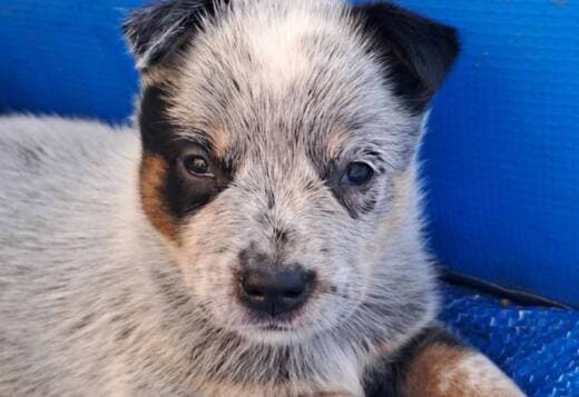 Australian Cattle Dog  puppies