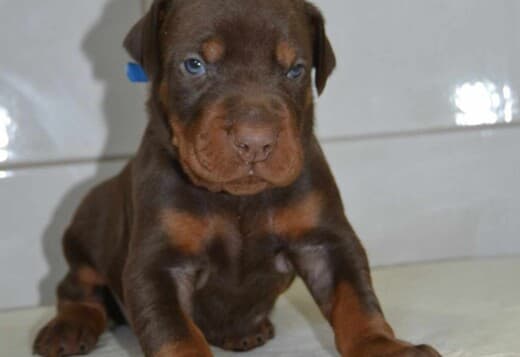 Doberman puppies