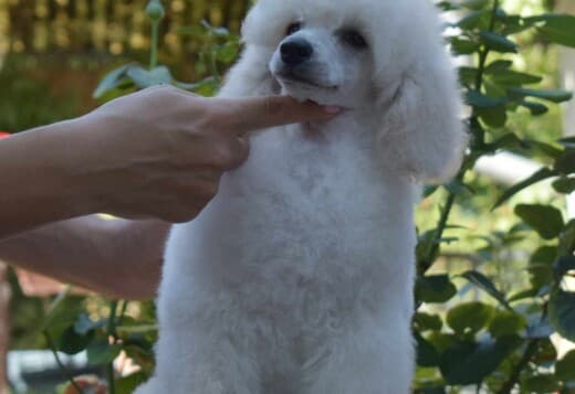 White Miniature Poodle puppies