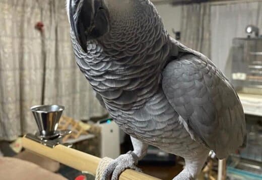 Congo African Grey Parrots & Cage