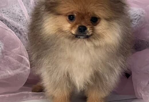 Pomeranian Spitz puppies