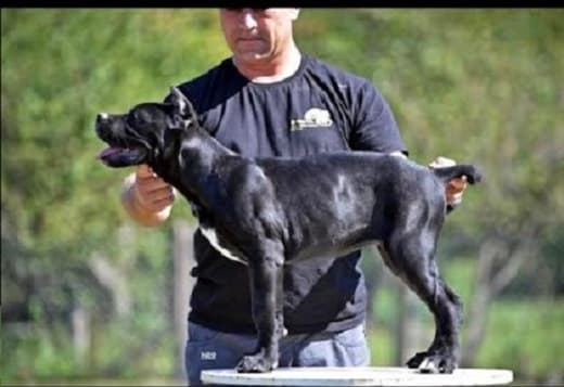 Cane Corso puppies