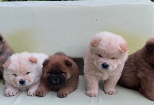 Chow Chow puppies for sale