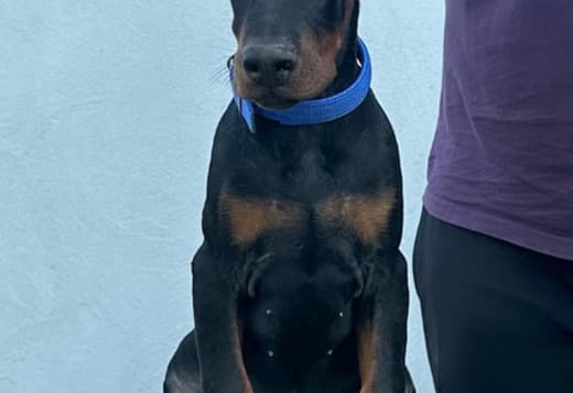 Doberman puppies