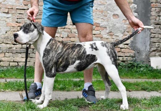 American bulldog puppies