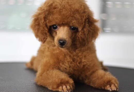 Toy Poodle puppies for sale