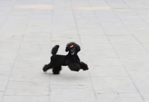 Toy Poodle female puppy
