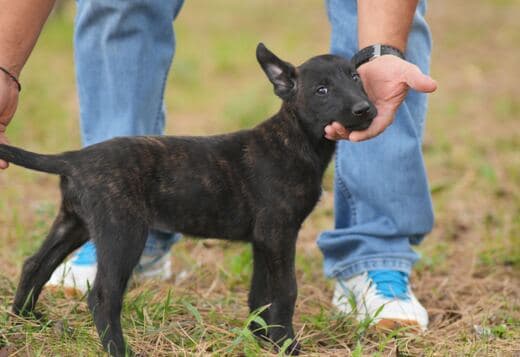 Dutch Shepherd  puppies for sale