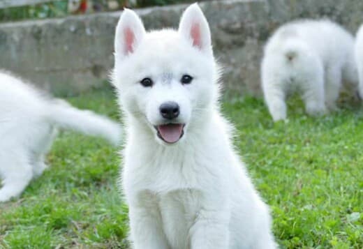 Siberian Husky puppies