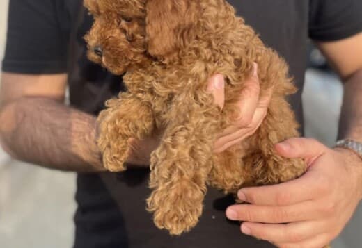Miniature Poodle puppies