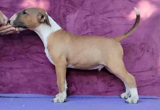 Standard Bull Terrier puppies