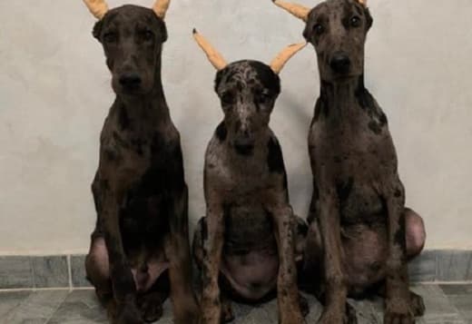 Doberman