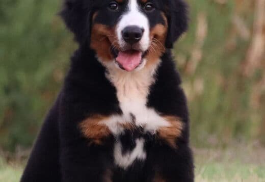 Bernese Mountain Dog puppies