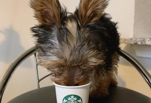 Yorkie p