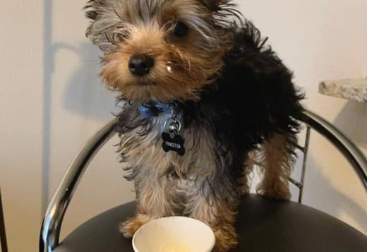 Yorkie p