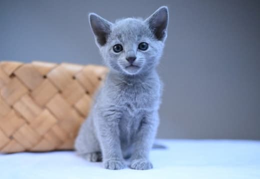 Russian Blue Cats Available Here