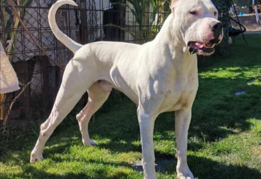 Dogo Argentino puppies