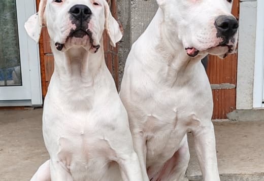 Dogo Argentino puppies