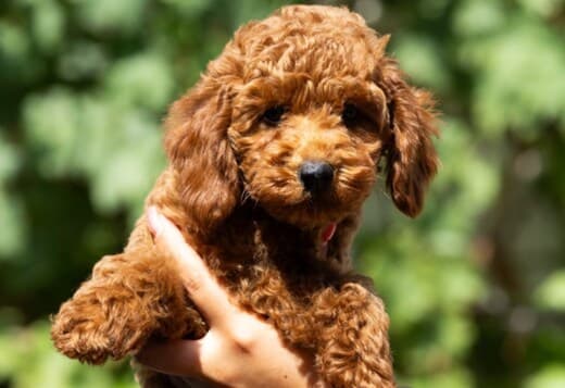 Miniature Poodle  puppies