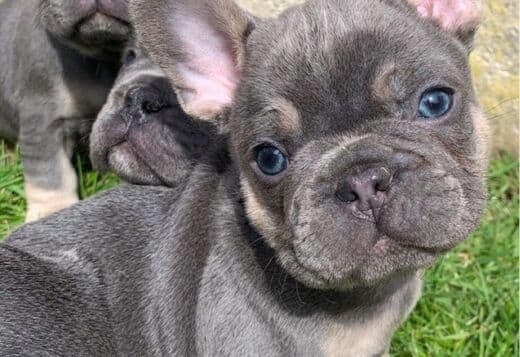 French bulldog puppy for sale