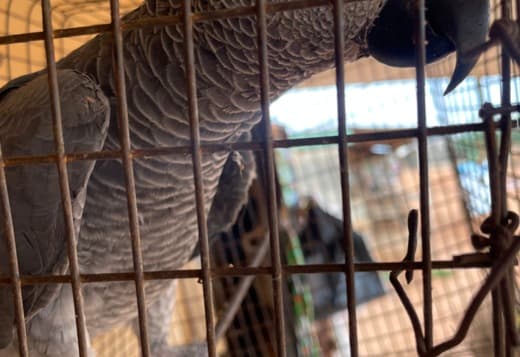 African grey parrot