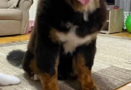 Bernese mountain dog
