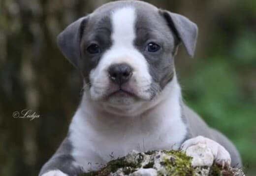 American Staffordshire Terrier – Beautiful Puppies