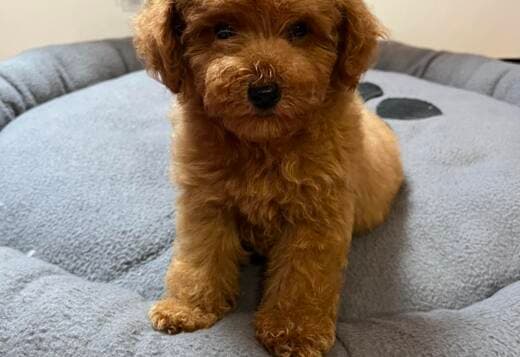 Red Toy Poodle