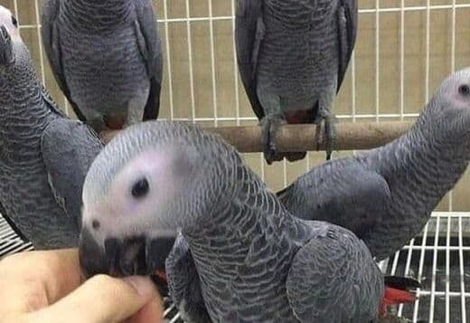 African Grey Parrots Proven Pair