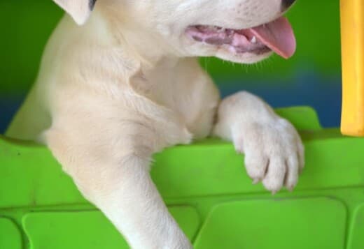Standard Bull Terrier – Beautiful Female for Sale