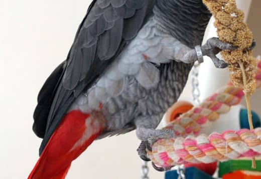 Hand-fed Congo African Grey Parrots