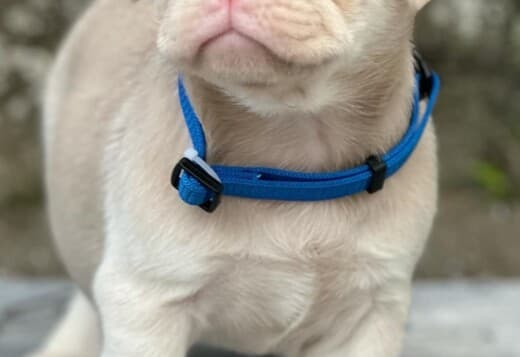 Pink Pug Puppies