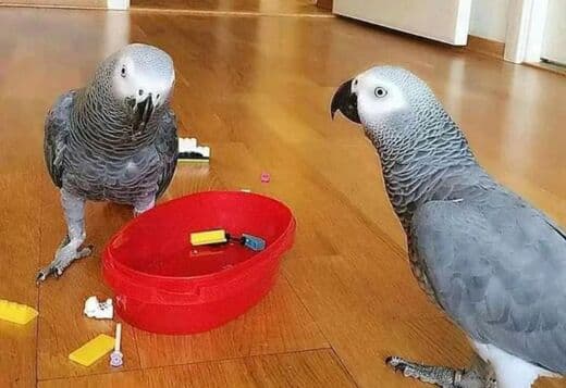 African Grey Parrots raedy Now