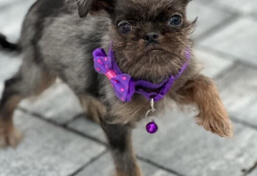Brussels Griffon male puppies for sale