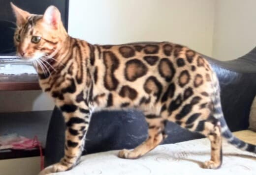 Bengal kittens for sale