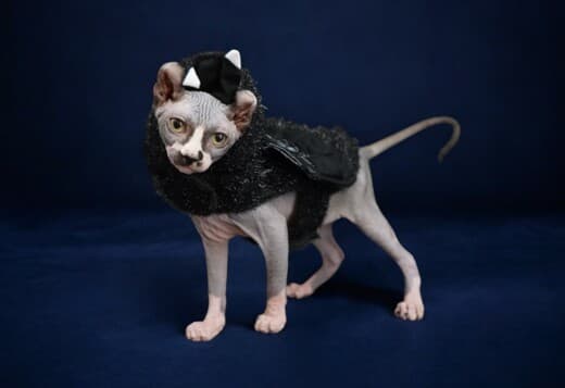 Sphynx Kittens For Sale