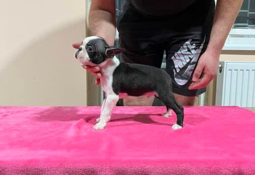 Boston Terrier Puppies for Sale