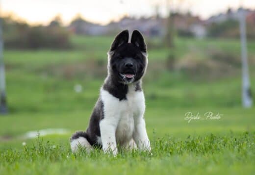 American Akita puppies