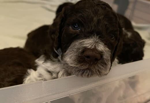 Lagotto Romagnolo  puppies