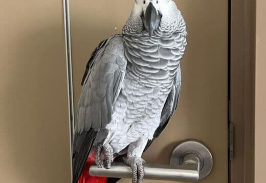 Female African Grey Parrots for Sale