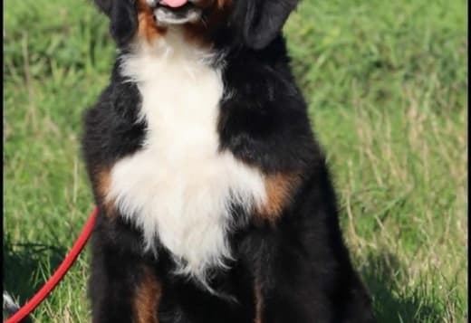 Bernese Mountain Dog