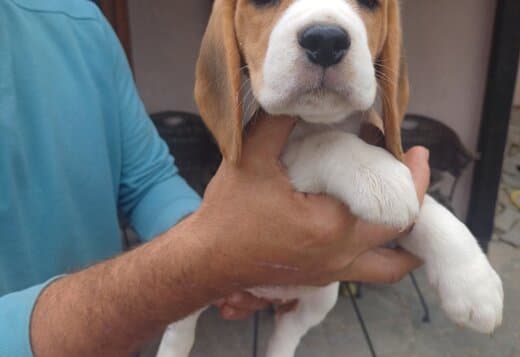 Beagle puppies