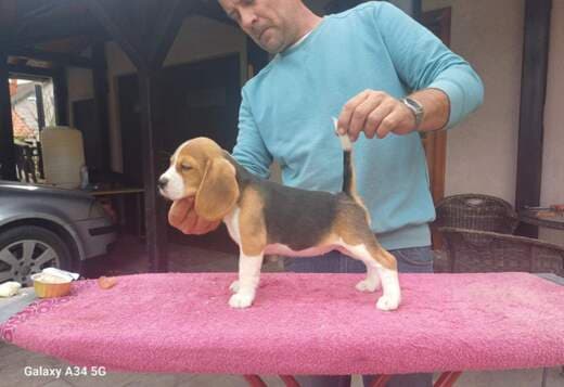Beagle puppies