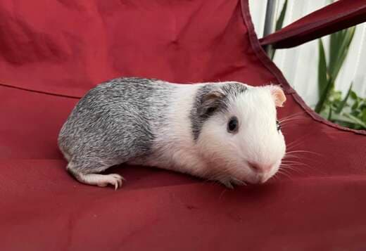 Guinea Pigs