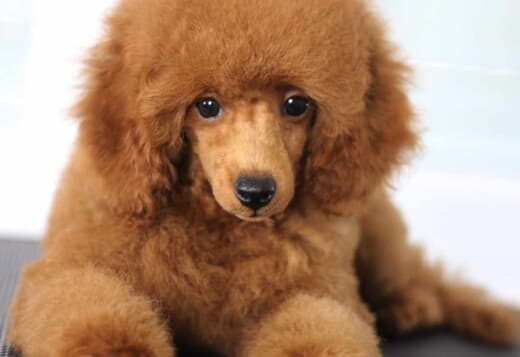 Toy Poodle Puppies for Sale