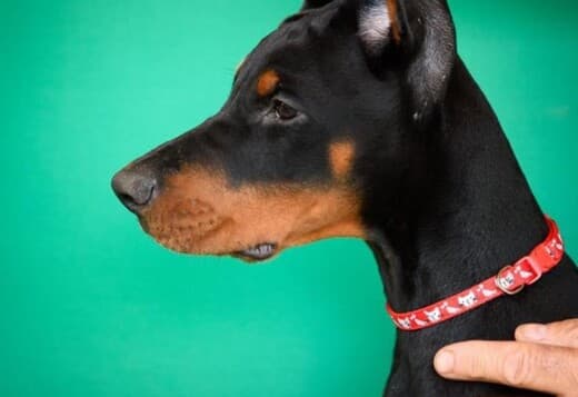 Doberman puppies for sale
