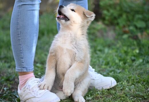 Japanese Akita Inu puppies