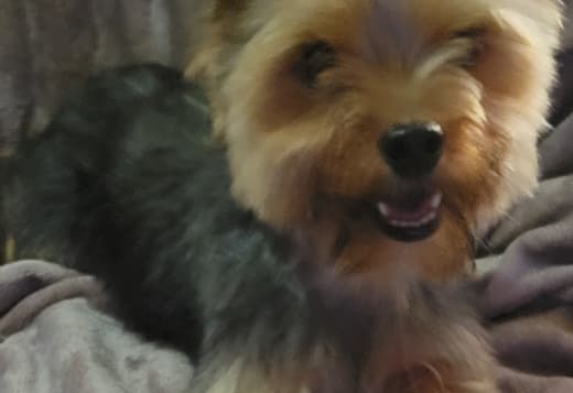 Champion Bloodline Male Yorkie
