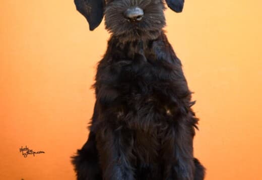 Giant Black Schnauzer puppies
