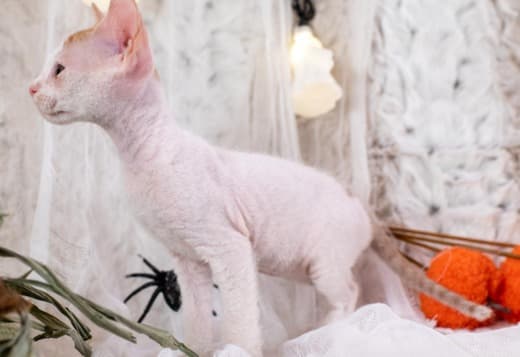 Latte - Don Sphynx Kitten